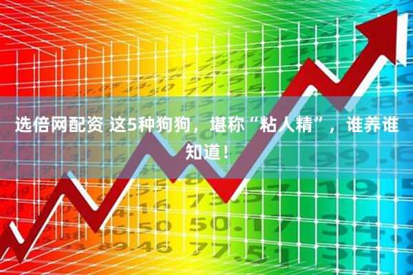 选倍网配资 这5种狗狗，堪称“粘人精”，谁养谁知道！